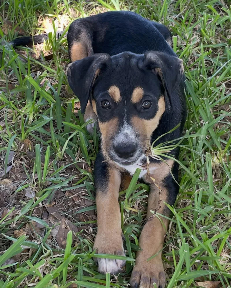 A baby medium-sized male Mixed Breed dog named Morgan for adoption in Salem, NH