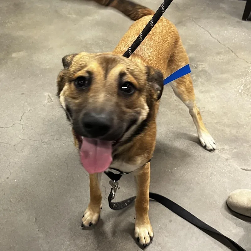 A young medium-sized male Brown / Chocolate German Shepherd Dog dog named Root for adoption in Tampa, FL