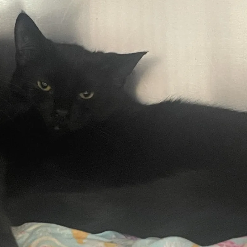 A baby small-sized female Black Domestic Short Hair cat named Jellyfish for adoption in Charlottesville, VA
