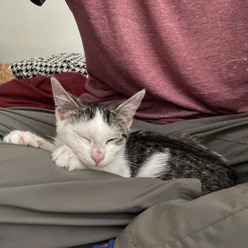 A baby small-sized male White Domestic Short Hair cat named Anchovy for adoption in Evanston, IL