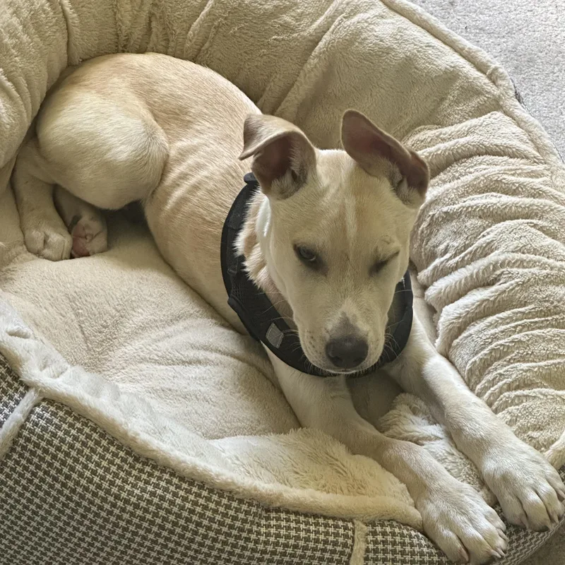A baby medium-sized male Yellow Labrador Retriever dog named Howie for adoption in PLAINFIELD, CT
