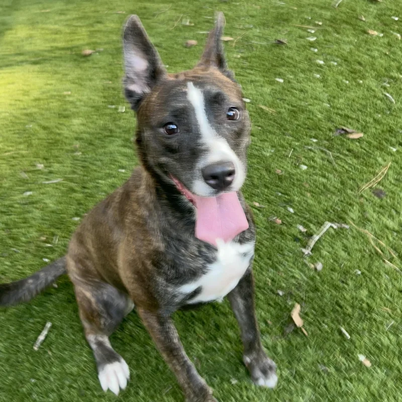 An adult medium-sized female Brindle Pit Bull Terrier dog named Brindi for adoption in Magnolia, TX