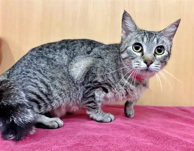 An adult small-sized female Domestic Short Hair cat named Gina for adoption in Saint Louis, MO