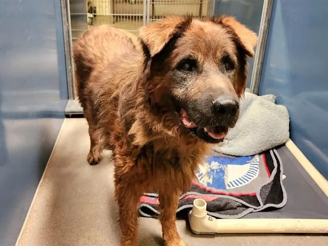 A senior large-sized male Chow Chow dog named Holland for adoption in Phoenix, AZ