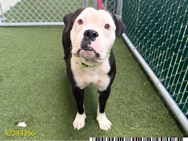 An adult medium-sized male Mixed Breed dog named Odin for adoption in West Palm Beach, FL