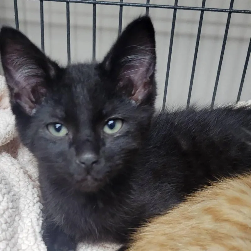A baby small-sized male Black Domestic Short Hair cat named Miguel for adoption in Milan, IL
