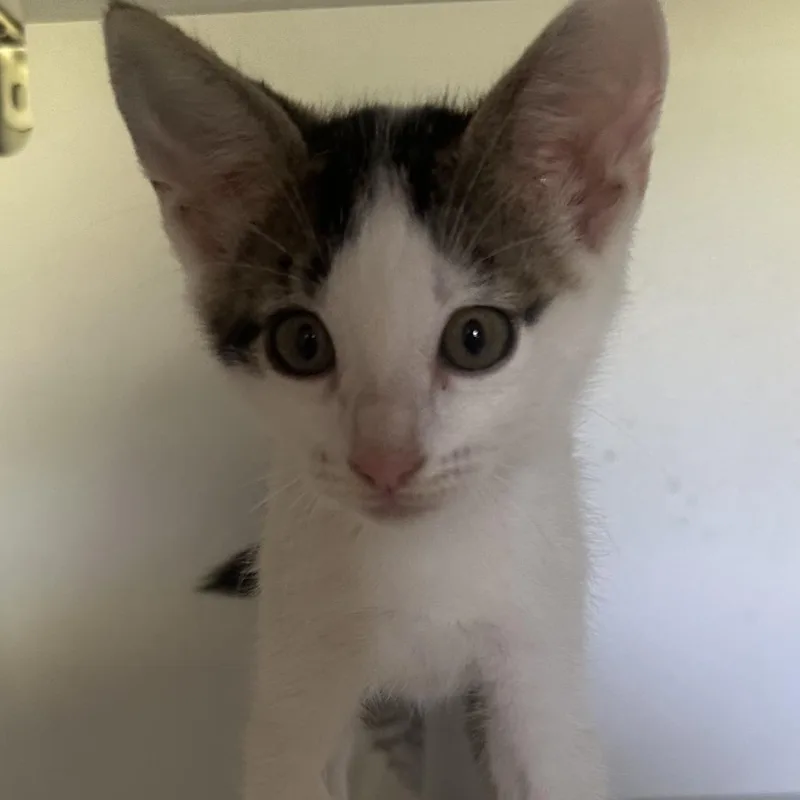 A baby small-sized male White Domestic Short Hair cat named Willie for adoption in San Saba, TX