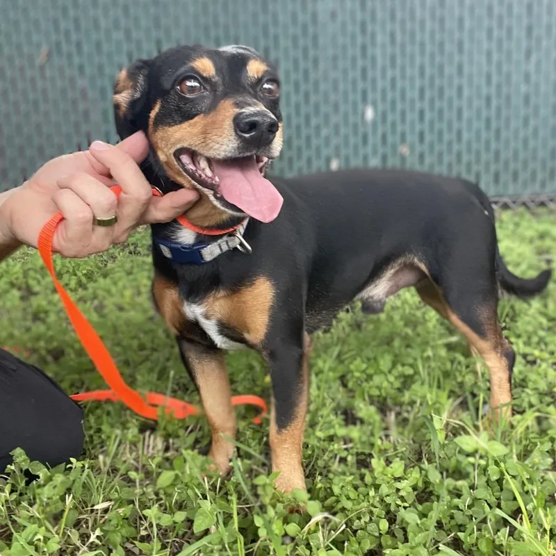 An adult small-sized male Black Terrier dog named Saltillo for adoption in Wimberley, TX