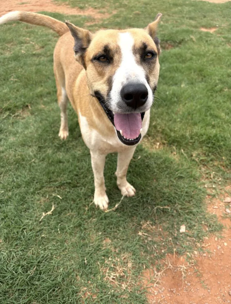 A young medium-sized female White / Cream Mixed Breed dog named Letty for adoption in Deerfield, WI