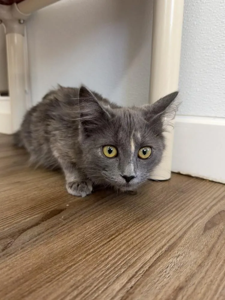A young small-sized female Domestic Short Hair cat named Darby for adoption in Salmon, ID