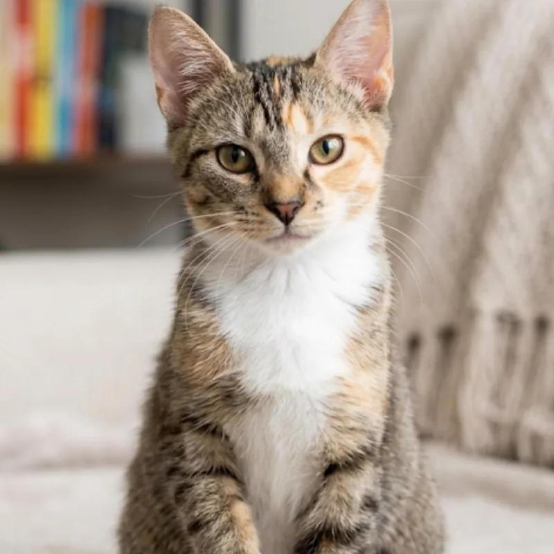 An adult medium-sized female Torbie Domestic Short Hair cat named Sienna for adoption in La Grange, KY