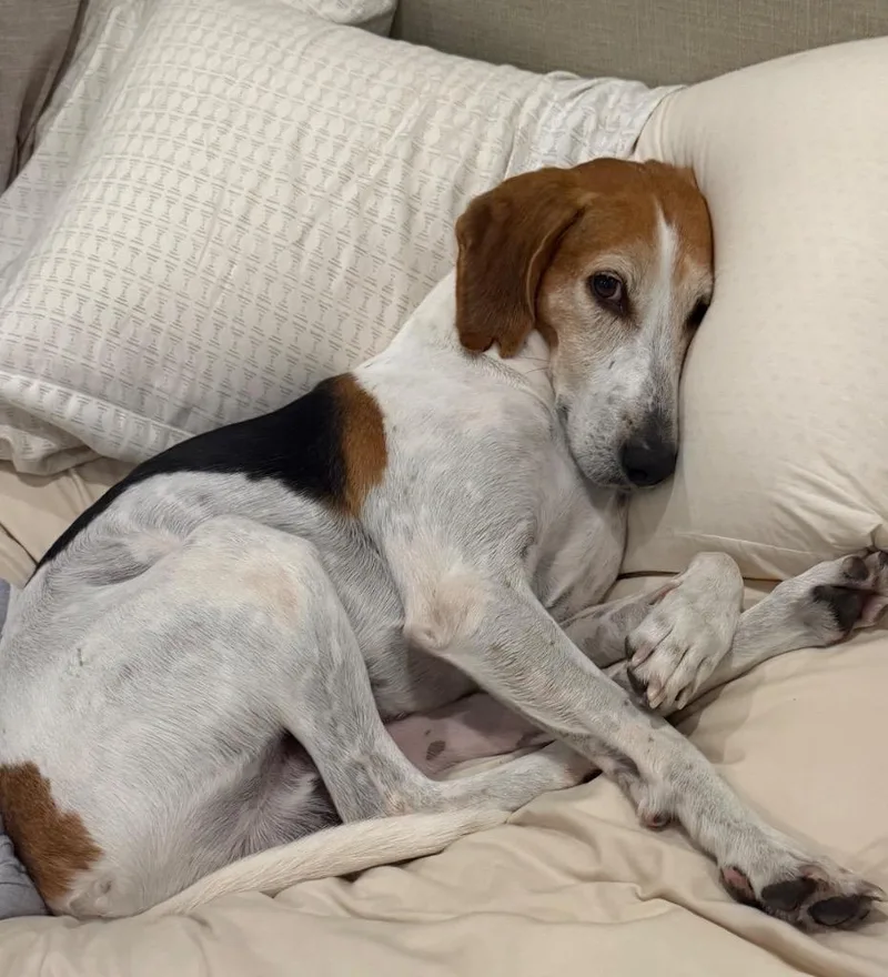 An adult medium-sized male Hound dog named Hank for adoption in New Bern, NC