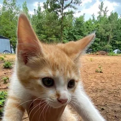 A young medium-sized female Domestic Short Hair cat named Bobby for adoption in Kansas City, MO