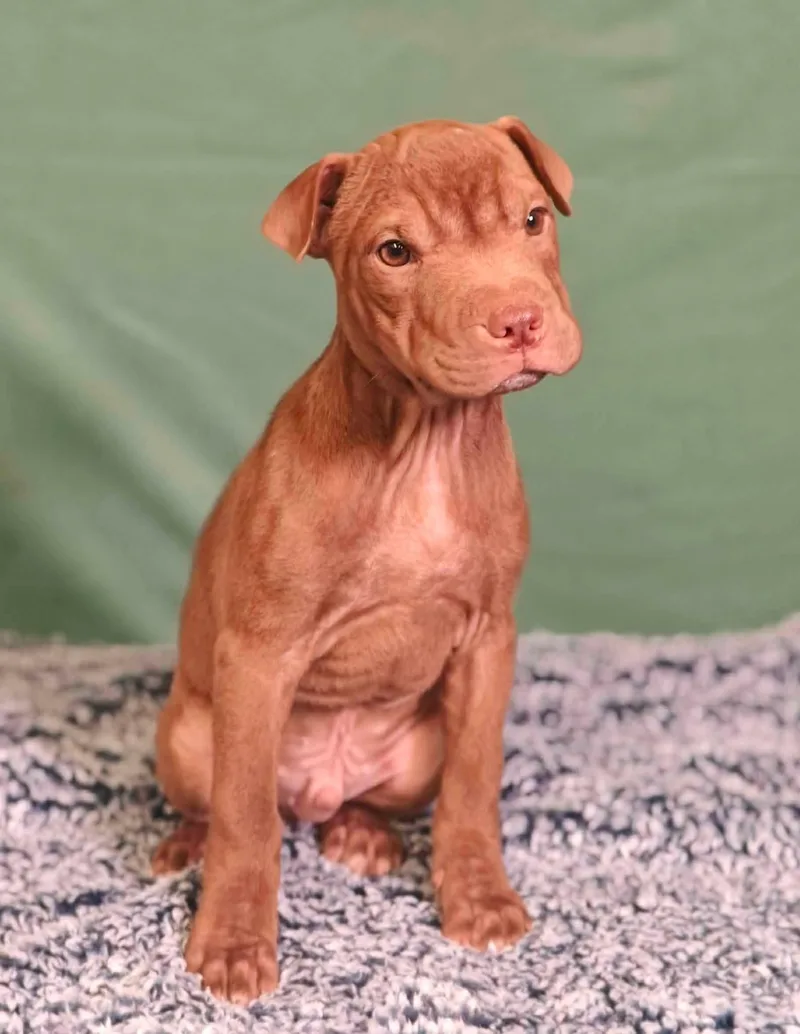 A young medium-sized male Yellow / Tan / Blond / Fawn Mixed Breed dog named Higgins Puppy for adoption in Ossining, NY