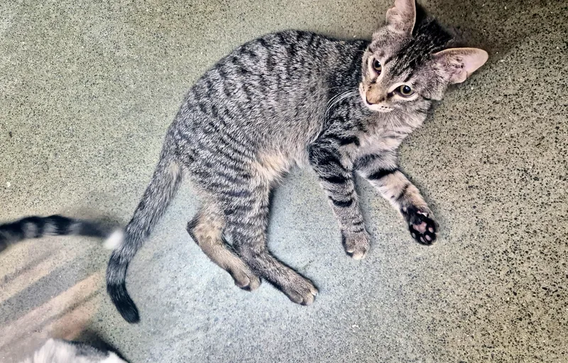 A baby medium-sized male Tabby (Gray / Blue / Silver) Domestic Short Hair cat named Freemont Peak for adoption in Apex, NC