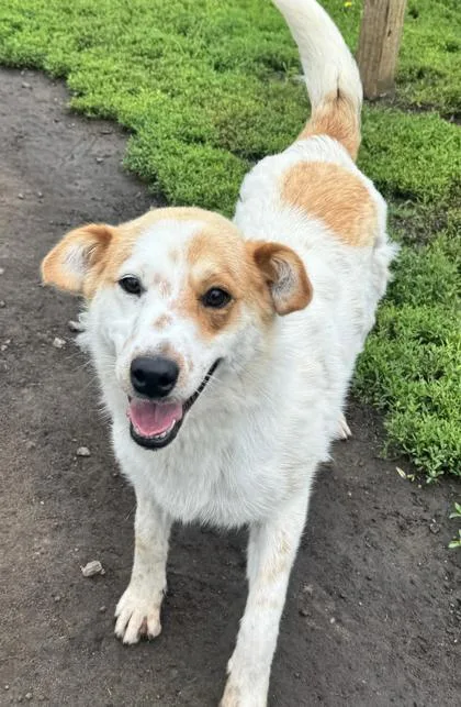 An adult medium-sized male Cattle Dog dog named Levi for adoption in St. Anne, IL