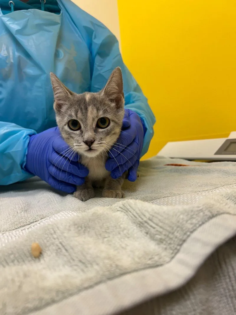 A baby small-sized female Dilute Tortoiseshell Domestic Short Hair cat named Pearl for adoption in Raleigh, NC