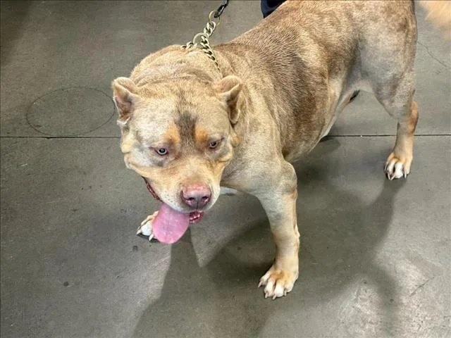 An adult extra large-sized female Pit Bull Terrier dog named Murphy for adoption in Chatsworth, CA