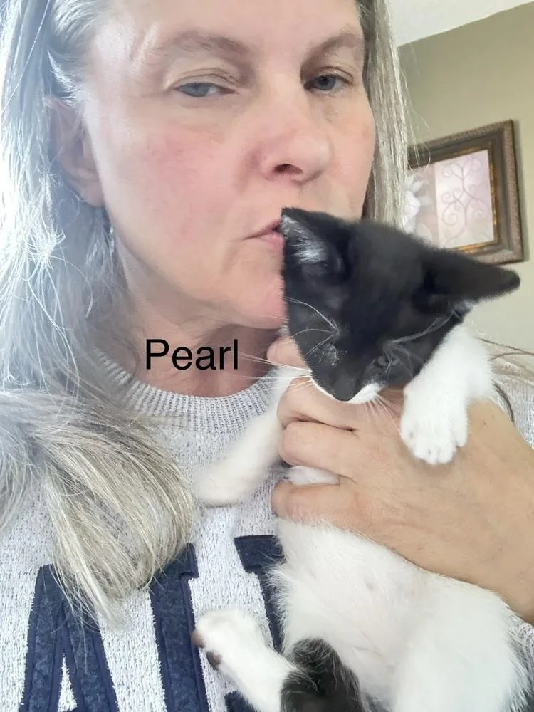 A baby small-sized female Black & White / Tuxedo Domestic Short Hair cat named Pearl for adoption in Deltona, FL