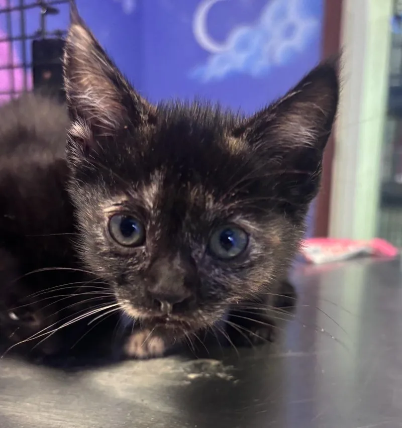 A baby small-sized female Domestic Short Hair cat named River for adoption in Corpus Christi, TX