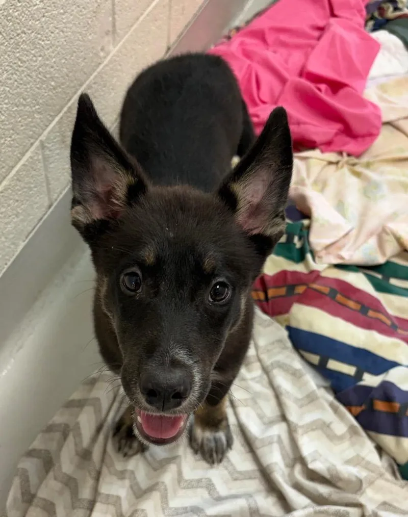A baby large-sized female German Shepherd Dog dog named Raya for adoption in Greeneville, TN