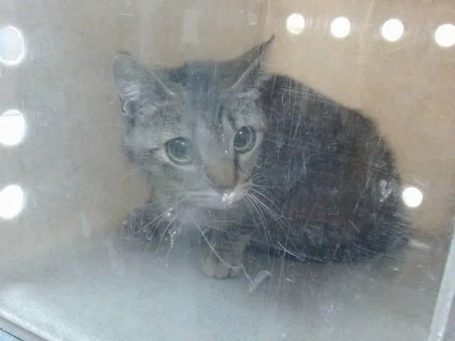 A young small-sized female Domestic Short Hair cat named Nancy for adoption in Salinas, CA