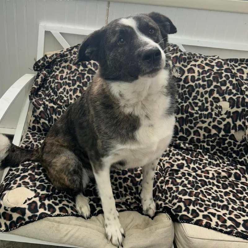 An adult large-sized female Gray / Blue / Silver Husky dog named Molly for adoption in Falmouth, KY