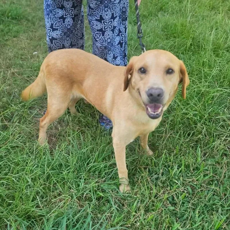 An adult medium-sized male Golden Yellow Labrador Retriever dog named Ben for adoption in Bethpage, NY
