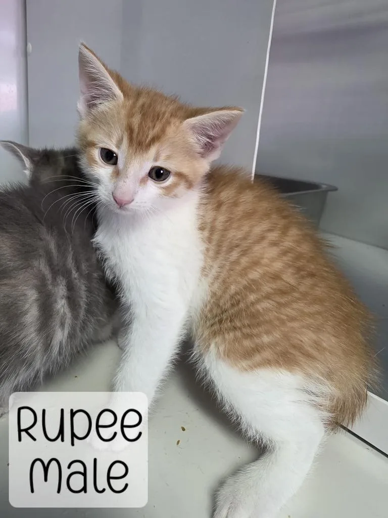 Rupee