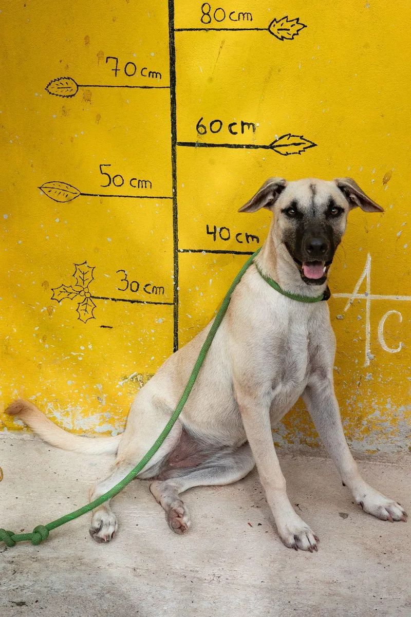 An adult medium-sized female Anatolian Shepherd dog named Guerra for adoption in New York, NY