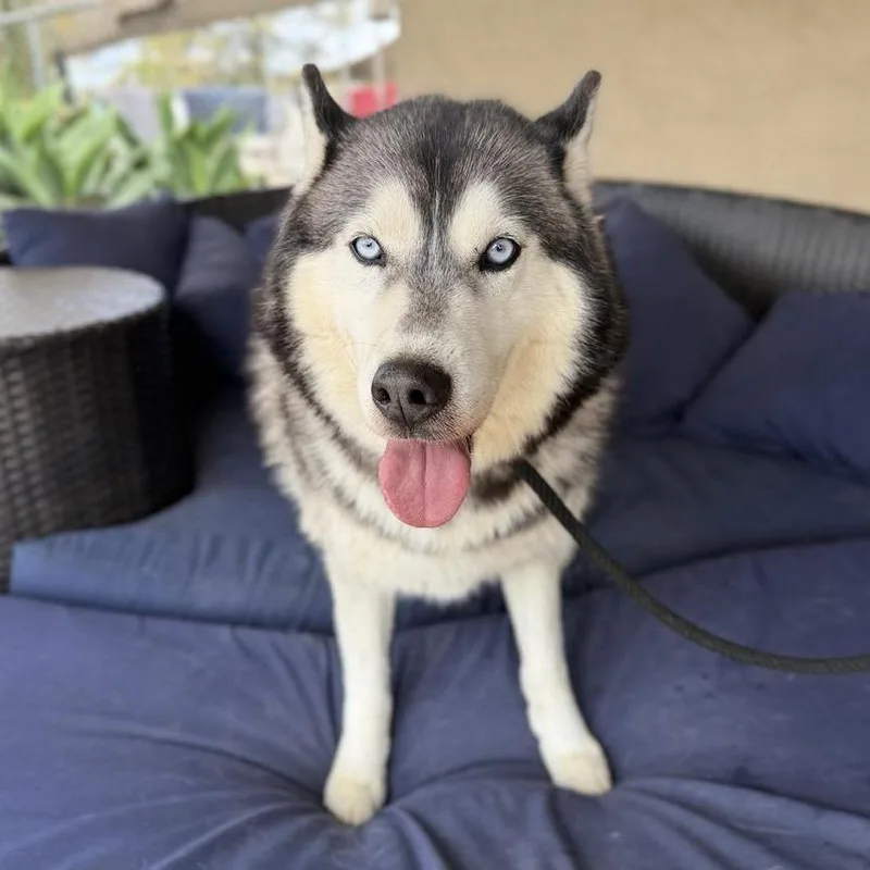 An adult large-sized male Gray / Blue / Silver Siberian Husky dog named Rocko Rooster for adoption in Ramona, CA