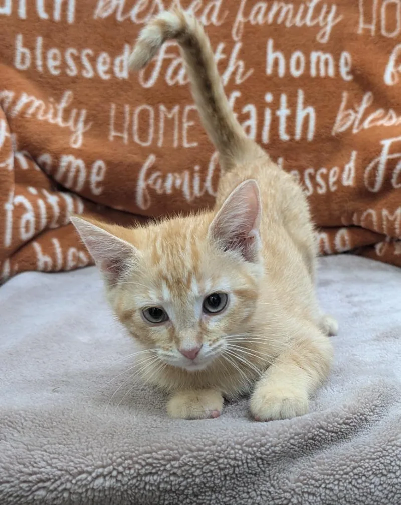 A baby small-sized female Domestic Short Hair cat named Clover for adoption in Little Rock, AR