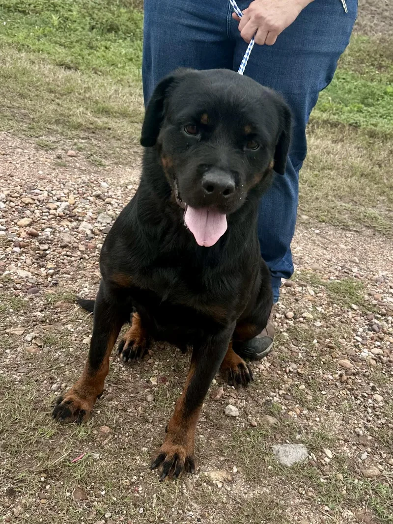 An adult large-sized female Rottweiler dog named Buggs for adoption in Edna, TX