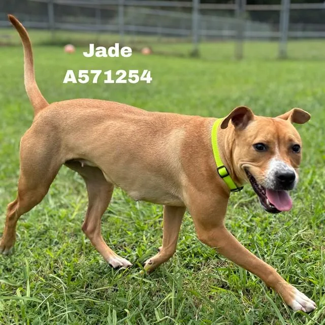 A young medium-sized female Pit Bull Terrier dog named Jade for adoption in Huntsville, AL