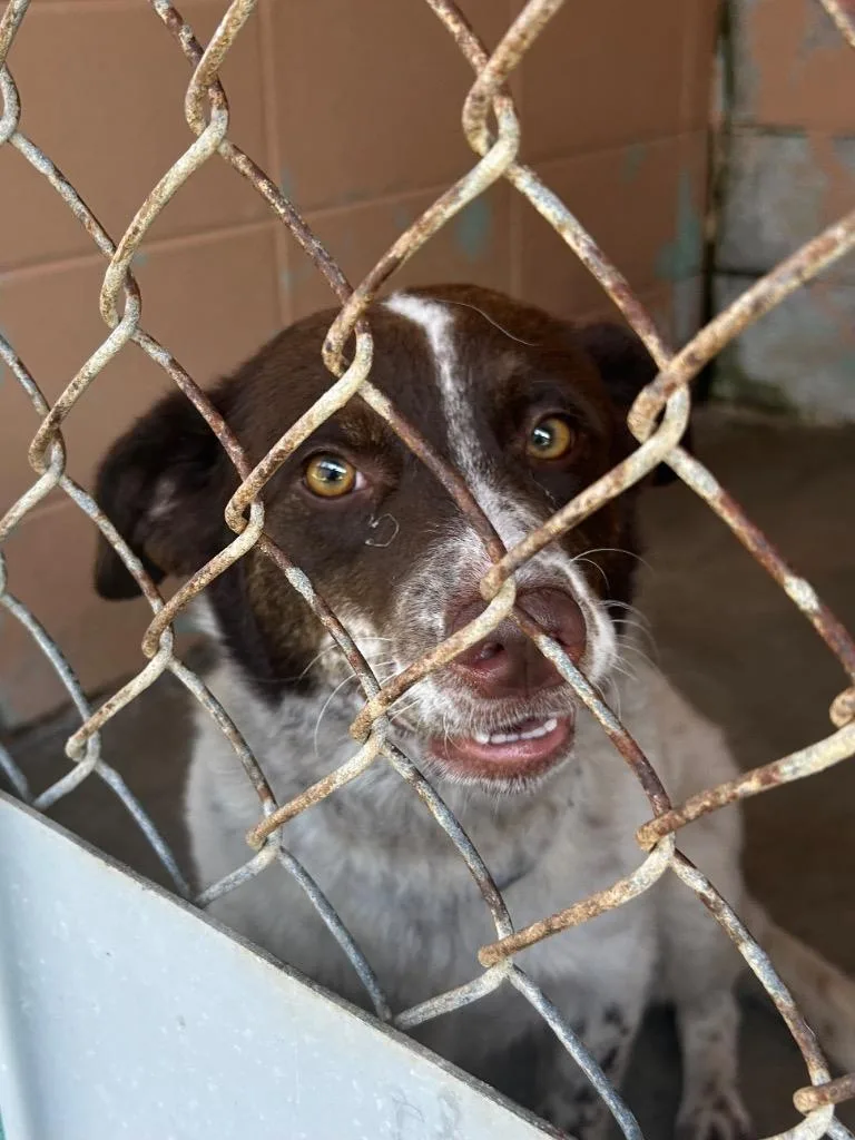 An adult medium-sized female Cattle Dog dog named Jody for adoption in Gautier, MS