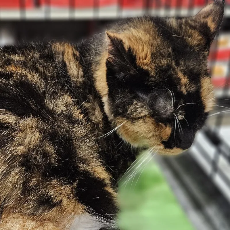 A senior extra large-sized female Calico Domestic Short Hair cat named Bootsie for adoption in Springfield, IL