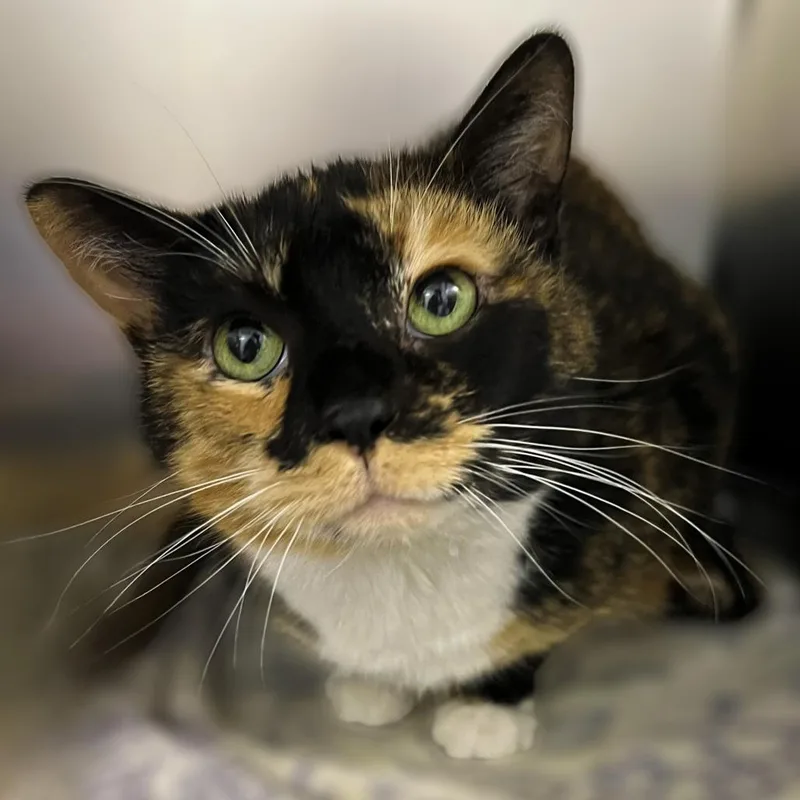 Bootsie thumbnail 2