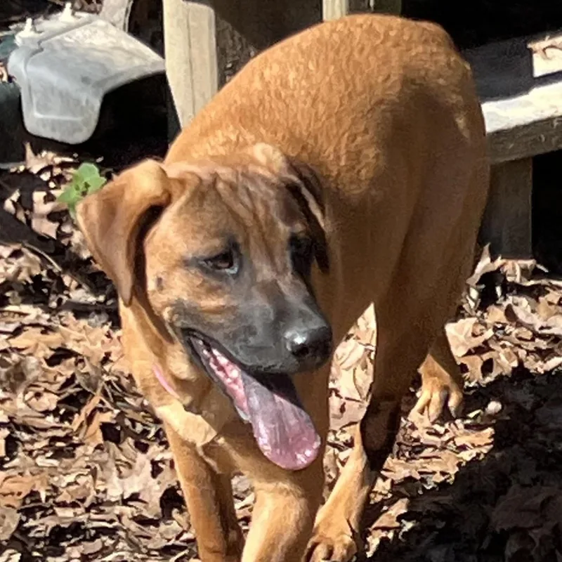 A baby large-sized female Retriever dog named Ainsley for adoption in Medfield, MA