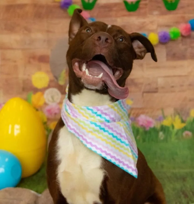 A young medium-sized male Pit Bull Terrier dog named Archie for adoption in Toledo, OH
