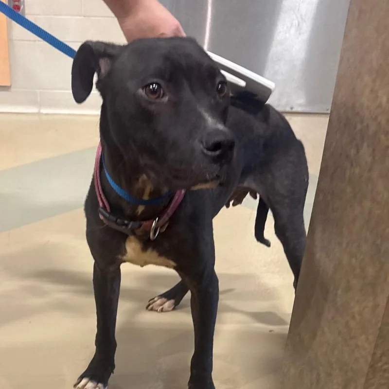An adult medium-sized female Brown / Chocolate Mixed Breed dog named Caramel for adoption in Winston-Salem, NC