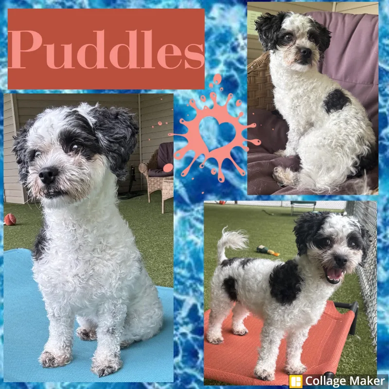Puddles