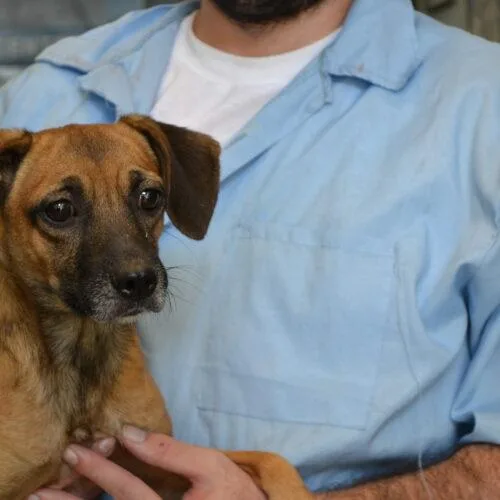 A young small-sized male Yellow / Tan / Blond / Fawn Beagle dog named Tann for adoption in Jackson, LA