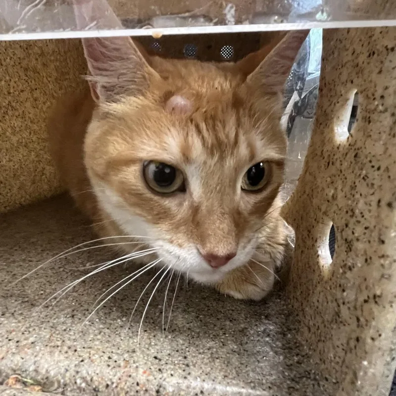 An adult large-sized male Orange / Red Domestic Short Hair cat named Shakira for adoption in Philadelphia, PA