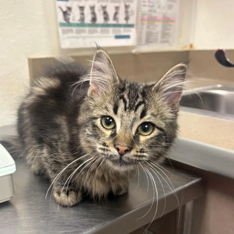 Stray Hold Pixel