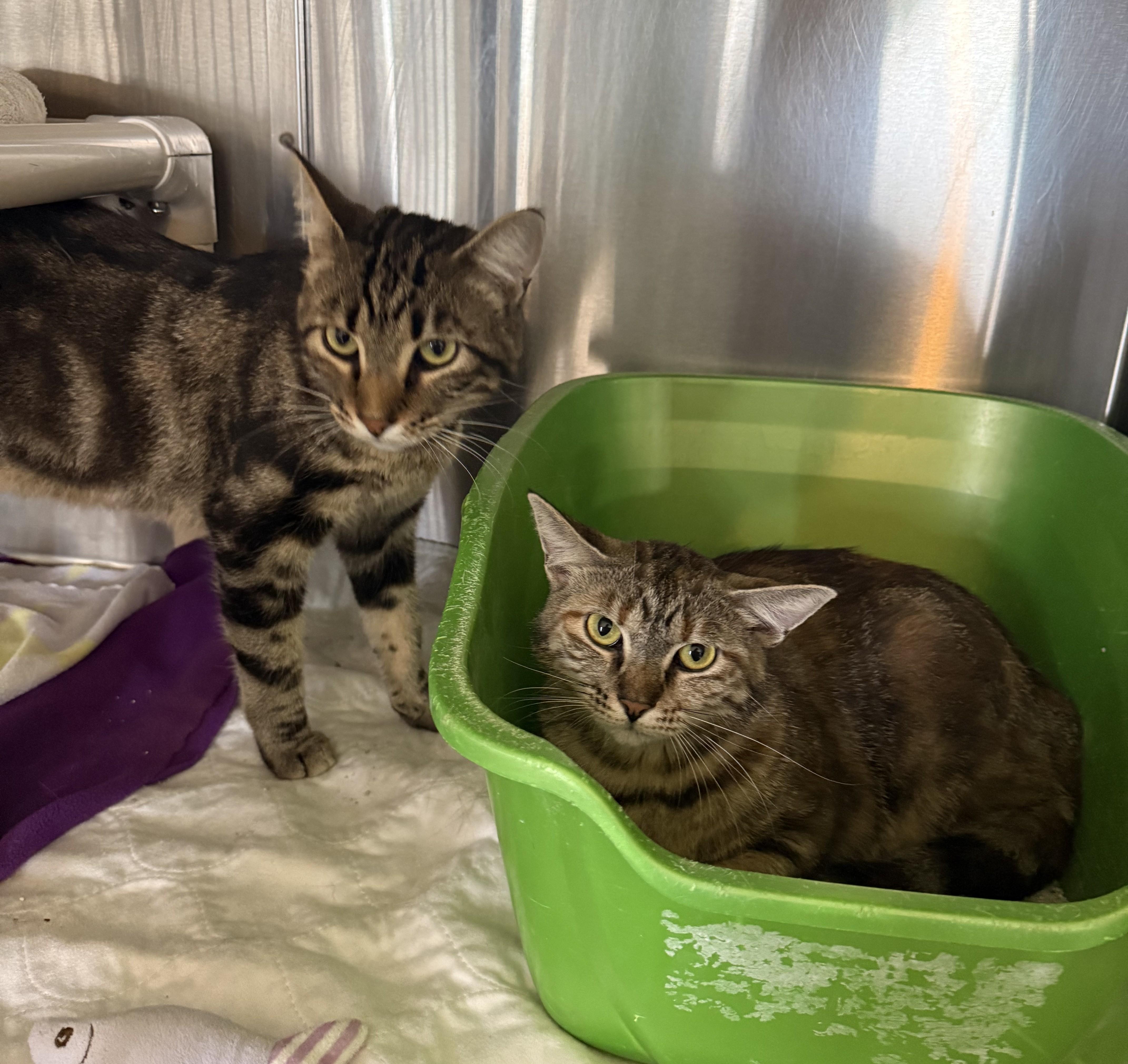 A young medium-sized male Tabby (Brown / Chocolate) Domestic Short Hair cat named Tiger for adoption in La Crescent, MN