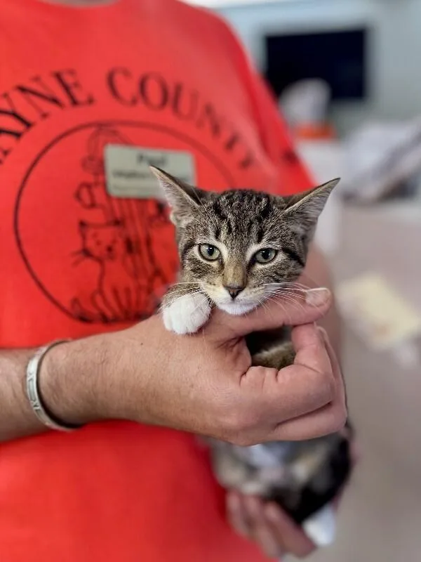 A young medium-sized female Domestic Short Hair cat named Caviar for adoption in Wooster, OH