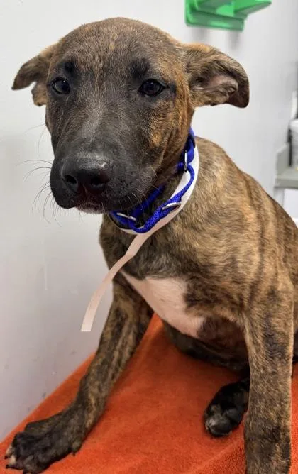 A baby medium-sized female Mixed Breed dog named Cookie FKA Dog for adoption in West Chester, PA