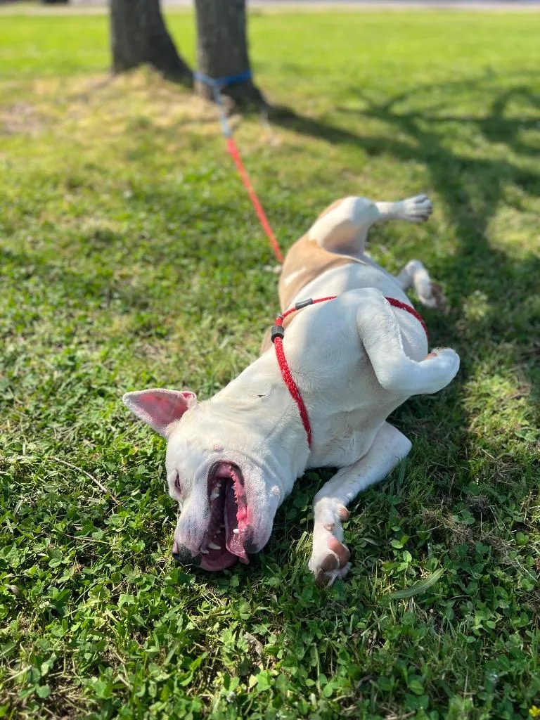 An adult medium-sized male Pit Bull Terrier dog named Maverick for adoption in Saint Francisville, LA