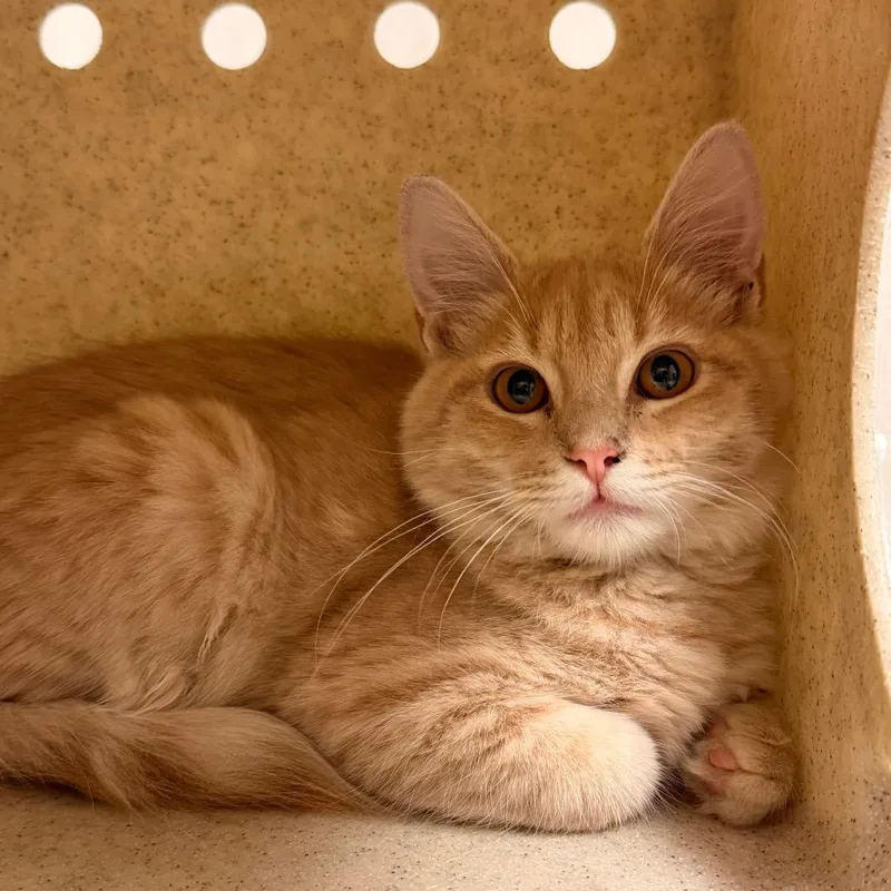 A baby small-sized male Orange / Red Domestic Short Hair cat named Mandarin for adoption in Reno, NV