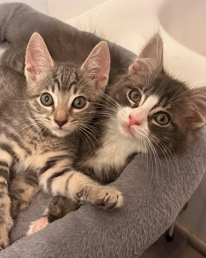 A baby small-sized male Domestic Short Hair cat named Ike & Tina for adoption in Walnut Creek, CA